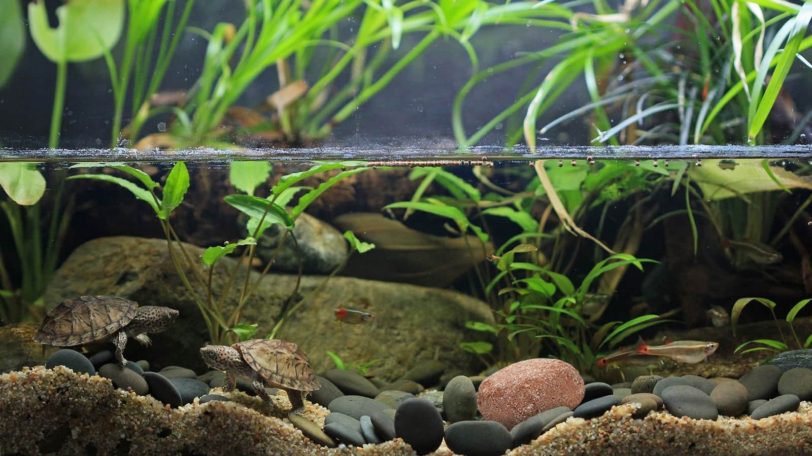 How to use EcoBioBlock to clarify your aquarium water ONEdersave
